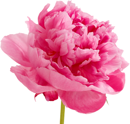 Peonies Png Image - Floral Happy Valentines Day Clipart (1024x549), Png Download