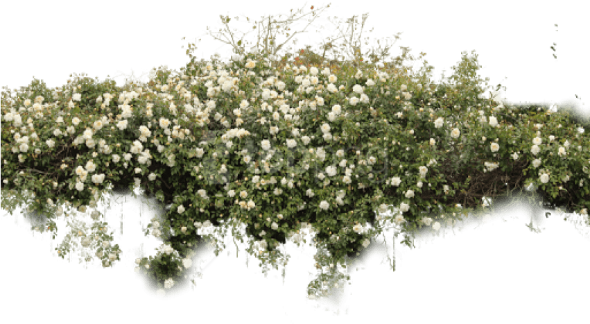 Free Png Download Bushes Free Png Images Background - White Rose Bush Png Clipart (850x568), Png Download