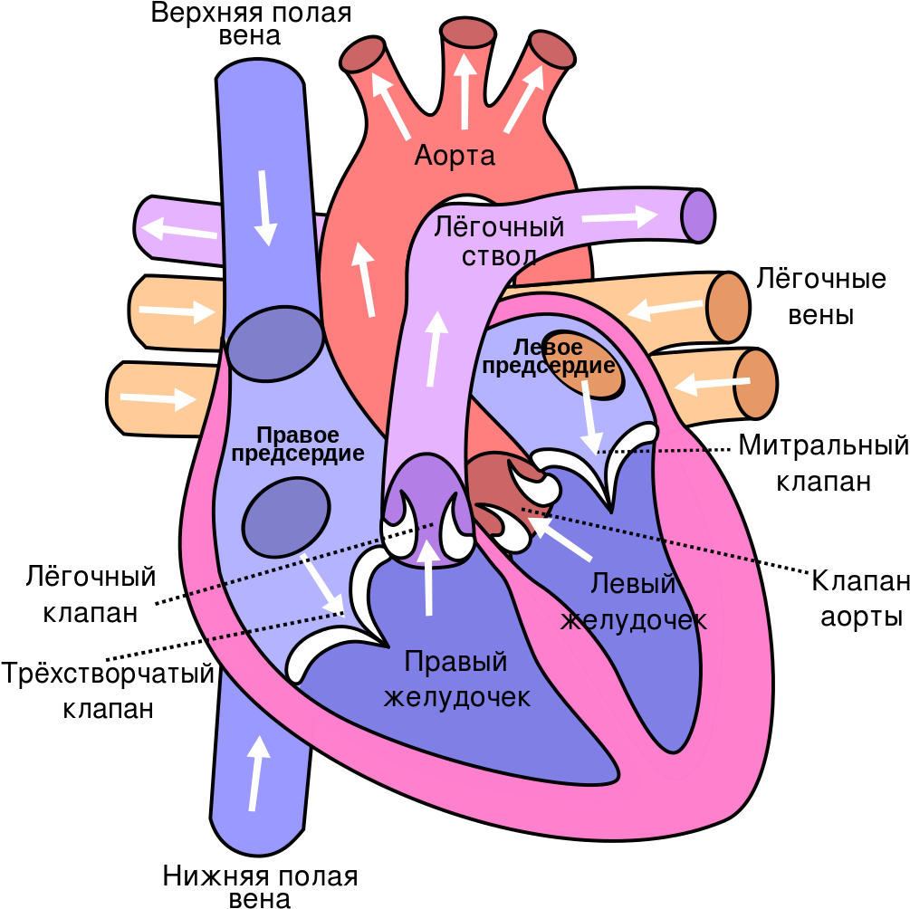 Heart Ru - Side Of The Heart Pumps Blood Clipart - Large Size Png Image ...