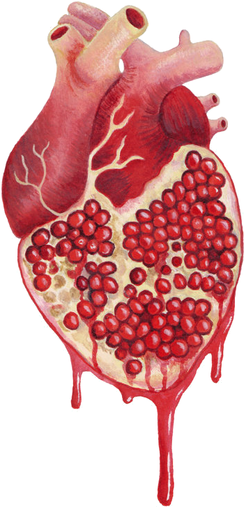 Medical Art, Anatomical Heart, Pomegranate Tattoo, - Pomegranate Heart Clipart (570x814), Png Download