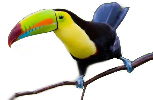 Toucan Clipart (644x423), Png Download