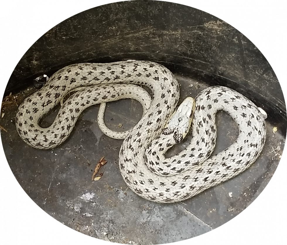 Garter Snake For Sale - White Garter Snake Clipart (980x838), Png Download