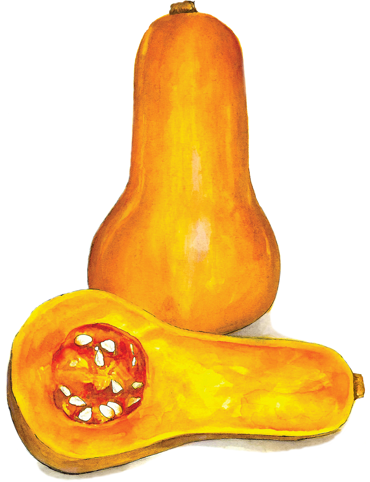 Squash Png - Gourd Clipart (1280x1738), Png Download