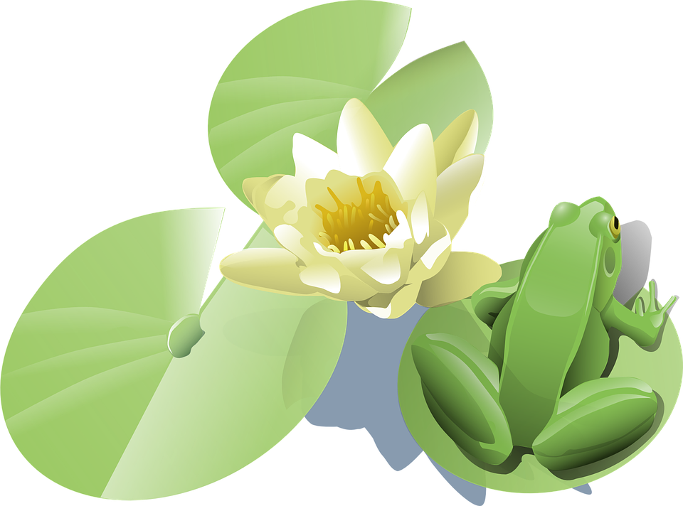 Lily Pad Clip Art - Png Download (640x480), Png Download