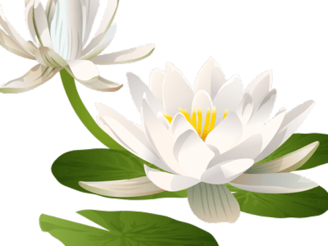 Water Lily Clipart Lily Pad - Water Lily Clipart Png Transparent Png (640x480), Png Download