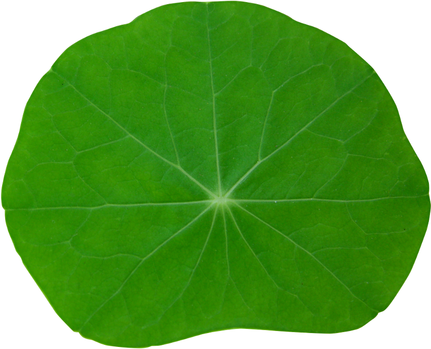 Plant 56 - Heart Clipart (1024x768), Png Download