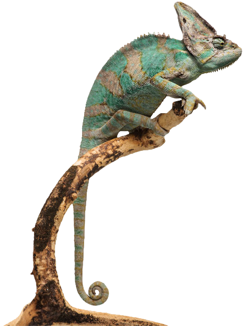 Chameleon-png 201303 - Chameleons Clipart (496x657), Png Download