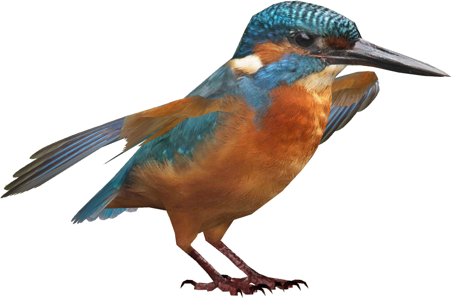 Kingfisher Bird Png Download Image Clipart (921x921), Png Download