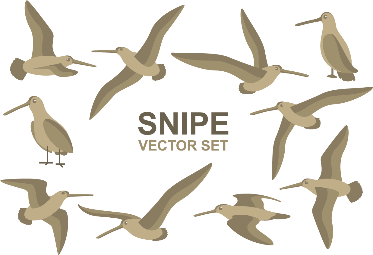 Snipe Cartoons Vector Clipart (1400x980), Png Download