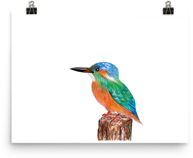 Image Of 'kingfisher' Clipart (652x535), Png Download