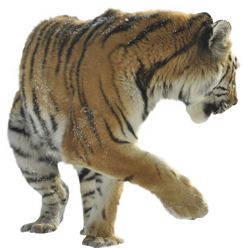 Siberian Tiger Clipart (1024x1049), Png Download