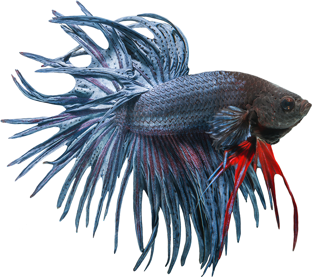 Betta Png Image - Betta Fish Transparent Background Clipart (1200x1200), Png Download