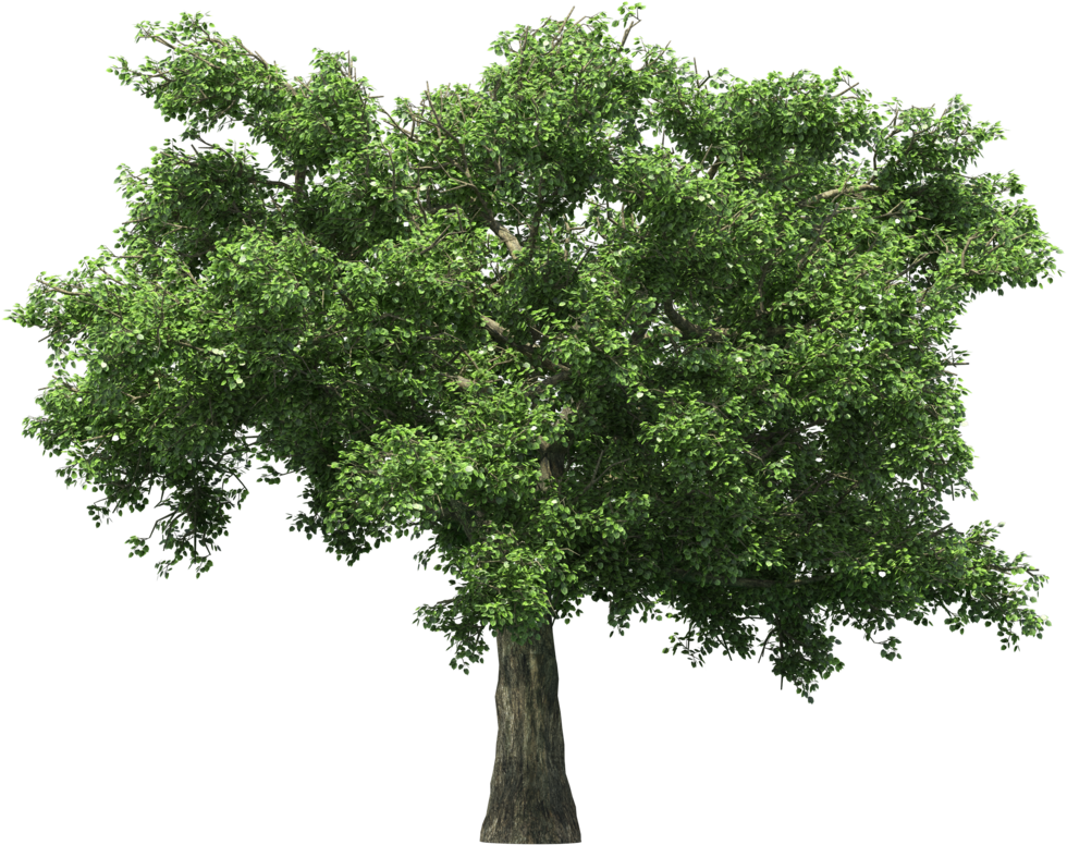 Apple Tree Without Apple Clipart (1024x1024), Png Download
