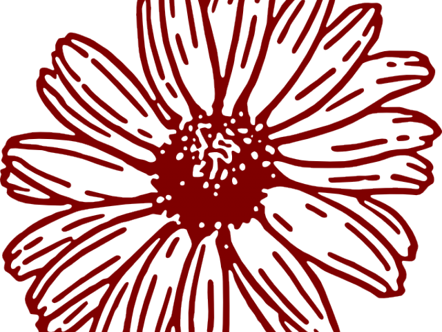 Bouquet Clipart Maroon Flower - Gerbera Daisies Drawings - Png Download (640x480), Png Download