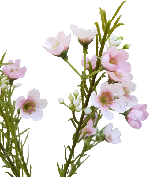 Wax Flower - Wax Flower Png Clipart (800x600), Png Download