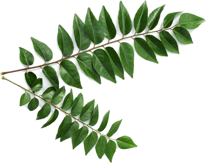 Curry Leaves - Curry Leaf Clipart (720x720), Png Download