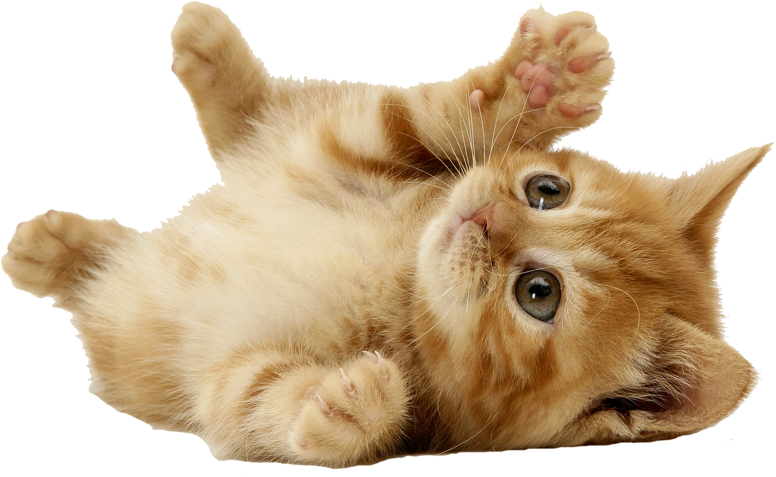 Philadelphia Pet Surgery - Animals With White Background Clipart (1920x1080), Png Download