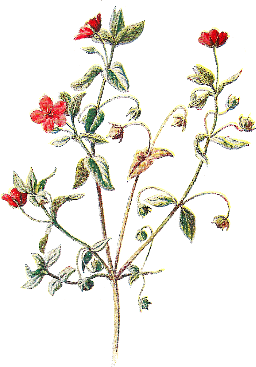 Scarlet Pimpernel Flower Botanical Clipart (1222x1600), Png Download
