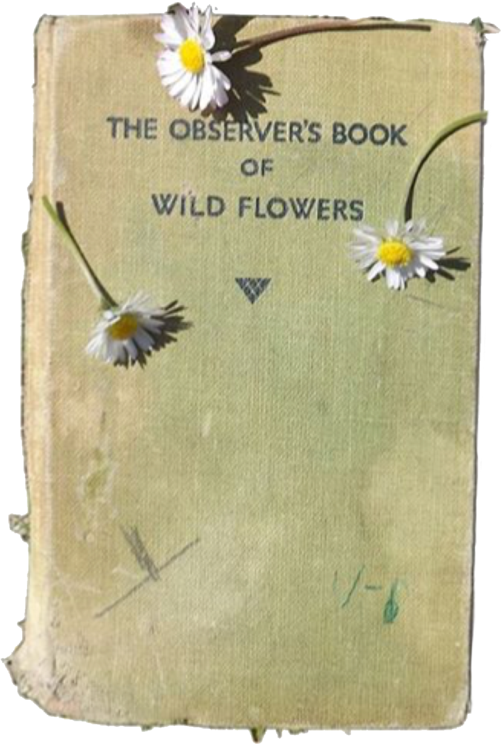 Daisy The Observer's Book Of Wild Flowers Green Polyvore - Png Fillers Clipart (977x1280), Png Download