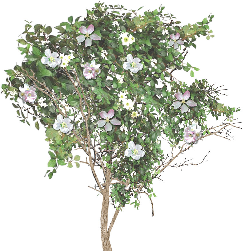 7 Kbyte, Quality, Blooming Apple Tree, Mob Type - Rosa Rugosa Clipart (1024x1024), Png Download