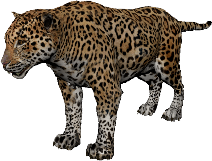 African Leopard Clipart (900x762), Png Download