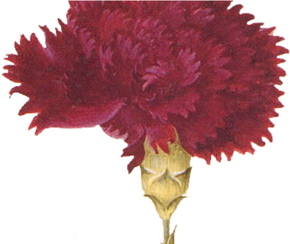 Carnation Clipart Tribal - Red Baby Birthday Theme - Png Download (640x480), Png Download