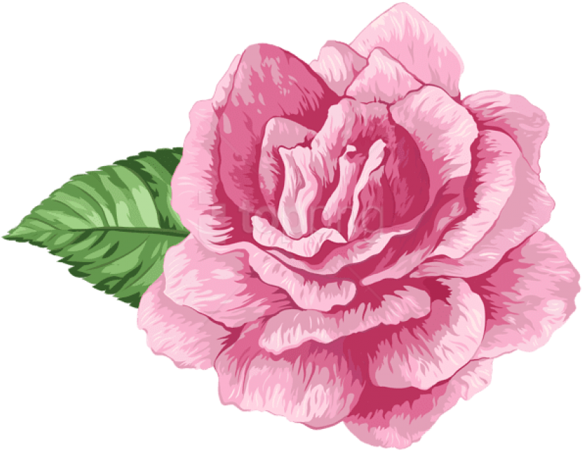 Free Png Download Pink Art Rose Png Images Background - Rosa Png Clipart (850x655), Png Download
