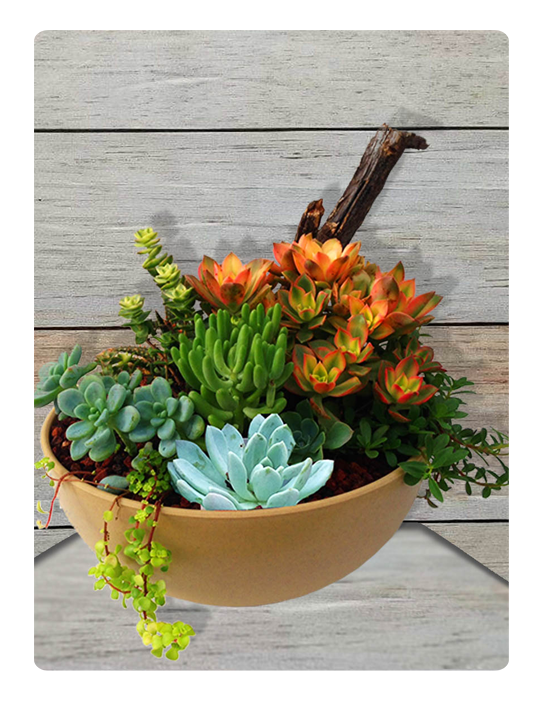 Succulent Garden Clipart (600x725), Png Download