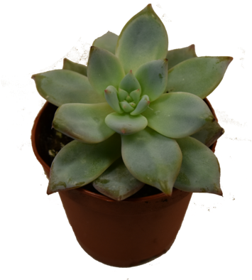 Mini Succulent - Flowerpot Clipart (1000x667), Png Download