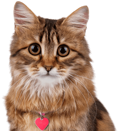 Cute Kitten Breeds - Cat Clipart (560x550), Png Download