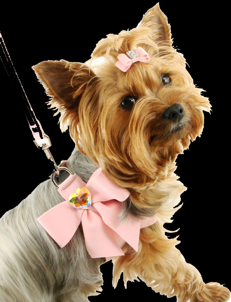 Small Dogs Clipart (750x979), Png Download