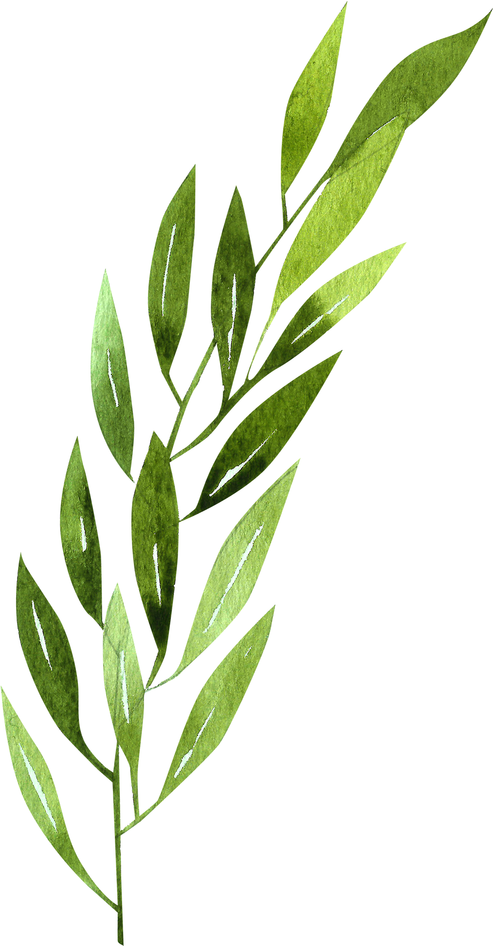 Daffodil Clipart Rainforest - Morella Cerifera - Png Download (1013x1944), Png Download