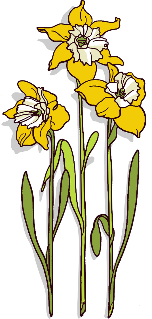 Wales Clipart Daffodil - Iris - Png Download (536x1121), Png Download