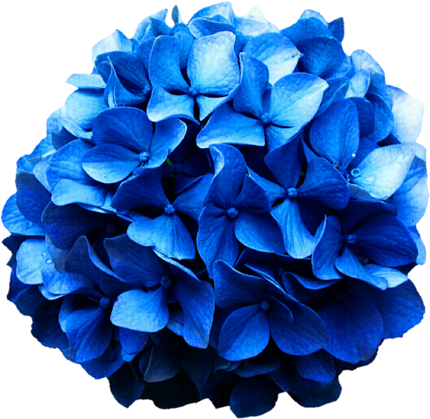 Hydrangea Png - Blue Hydrangea Png Clipart (897x891), Png Download