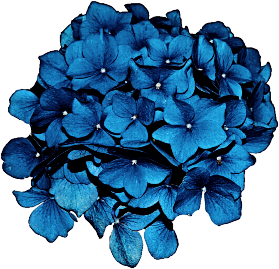 Sea Blue Hydrangea By Jeanicebartzen - Hydrangea Clipart (909x879), Png Download