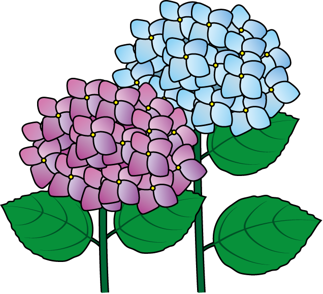Hydrangea Clipart - Clipart Best - Hydrangea Clipart - Png Download (636x578), Png Download
