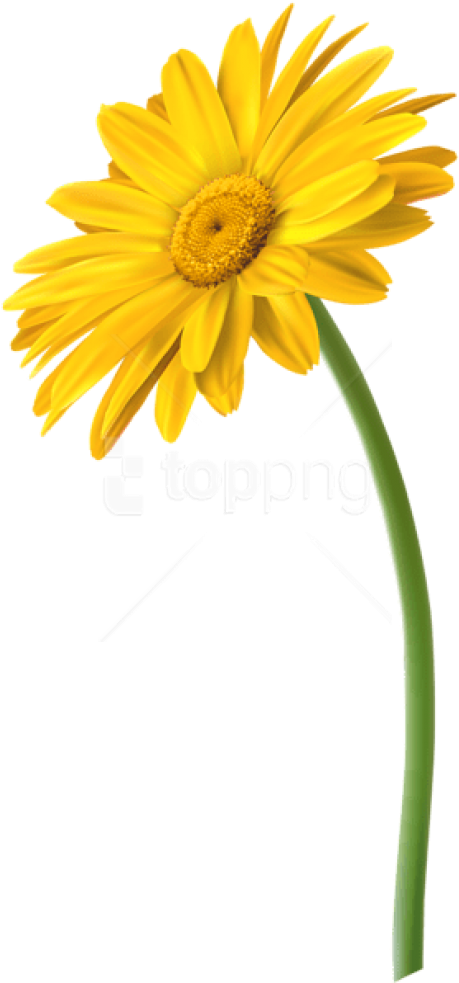 Free Png Download Yellow Gerbera Flower Png Images - Marguerite Daisy Clipart (480x990), Png Download