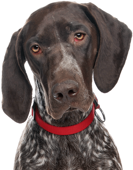 Cute Lab Puppies Clipart (565x585), Png Download