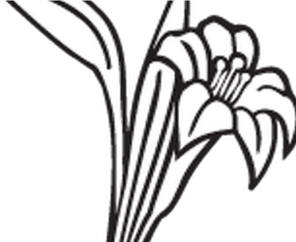 Graves Clipart Flower Drawing - Line Art - Png Download (640x480), Png Download