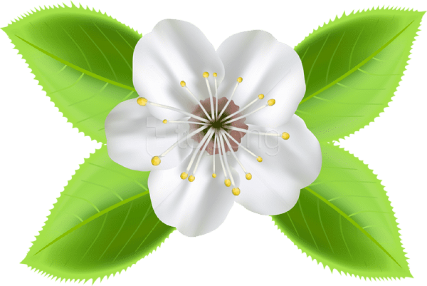 Free Png Download Blooming Spring Flower Png Images - Flor Desabrochou Png Clipart (850x569), Png Download