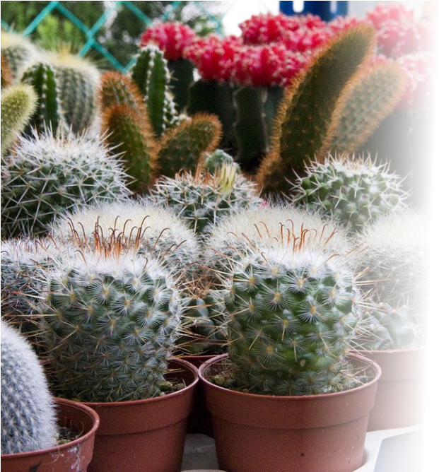 Indoor & Tropical Plants Clipart (825x667), Png Download