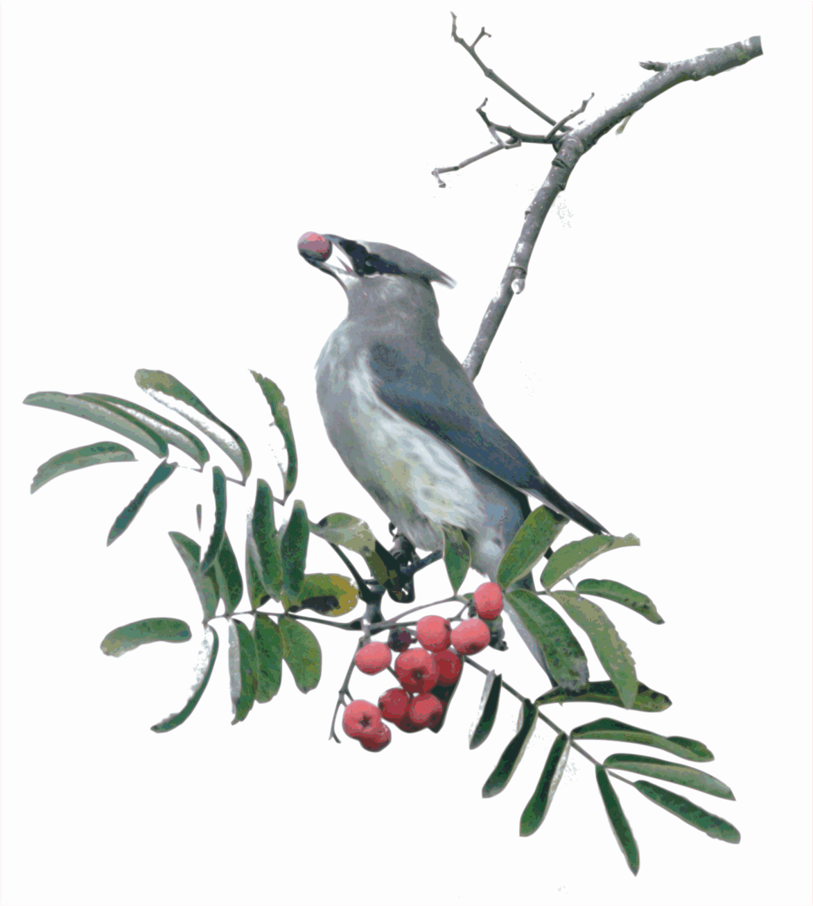 Big Image - Perching Bird Clipart (2400x1855), Png Download