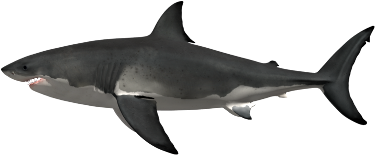 Great White Shark Png - Great White Shark Clipart (1000x333), Png Download