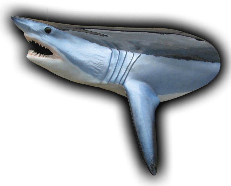 450 Lb Mako Shark Head Mount Fish Replica Clipart (801x648), Png Download