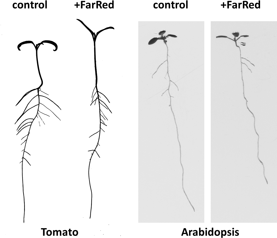 Tomato And Arabidopsis Clipart (1162x999), Png Download