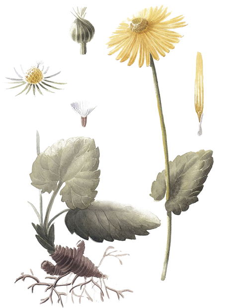 Daisy Clipart (472x760), Png Download