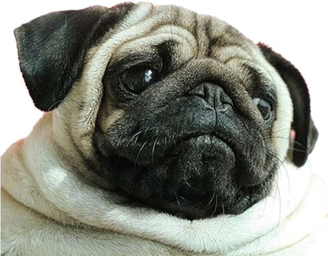 Dog Emoji Png Clipart (640x1136), Png Download