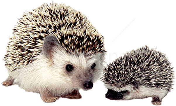 Free Png Download Hedgehog Mother And Baby Png Images - Hedgehogs Png Clipart (850x489), Png Download