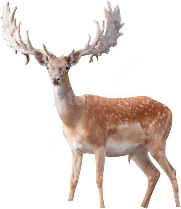 Free Png Elk Png Images Transparent Clipart (850x796), Png Download