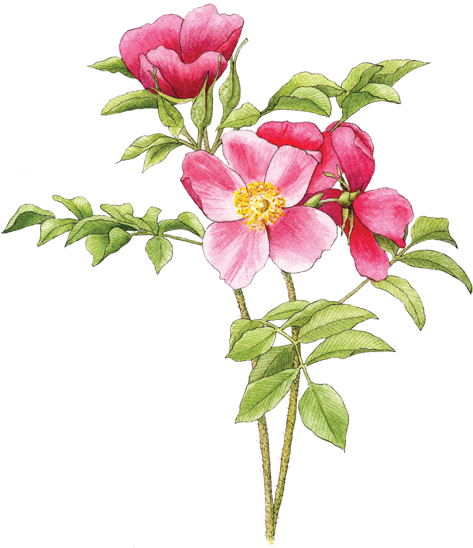 Illustration By Helen Krayenhoff - Rosa Rugosa Png Clipart (980x1126), Png Download